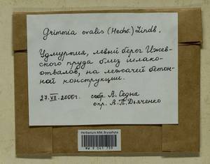 Grimmia ovalis (Hedw.) Lindb., Bryophytes, Bryophytes - Permsky Krai, Udmurt Republic, Sverdlovsk & Kirov Oblasts (B8) (Russia)