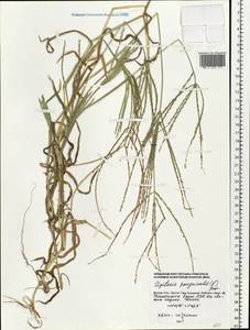 Digitaria sanguinalis (L.) Scop., Eastern Europe, Moscow region (E4a) (Russia)