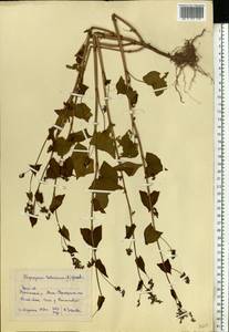 Fagopyrum tataricum (L.) Gaertn., Eastern Europe, Eastern region (E10) (Russia)