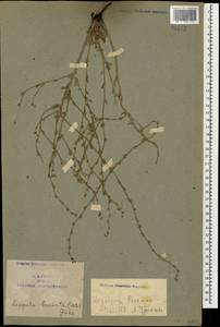 Lappula barbata (M. Bieb.) Gürke, Caucasus, Armenia (K5) (Armenia)