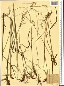 Bromus variegatus M.Bieb., Caucasus, Krasnodar Krai & Adygea (K1a) (Russia)