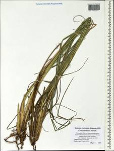 Carex elata subsp. omskiana (Meinsh.) Jalas, Eastern Europe, North-Western region (E2) (Russia)