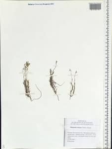 Minuartia setacea subsp. setacea, Eastern Europe, Middle Volga region (E8) (Russia)