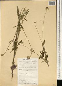 Sixalix maritima (L.) Rottenst., Africa (AFR) (Morocco)