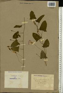 Convolvulus arvensis L., Eastern Europe, North Ukrainian region (E11) (Ukraine)