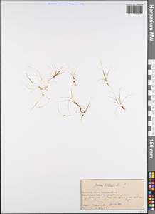 Juncus bulbosus L., Eastern Europe, Western region (E3) (Russia)