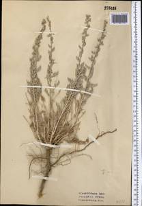 Artemisia schrenkiana Ledeb., Middle Asia, Syr-Darian deserts & Kyzylkum (M7) (Uzbekistan)