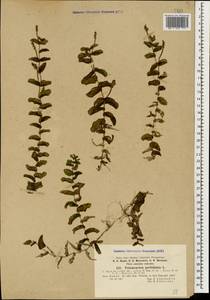 Potamogeton perfoliatus L., Caucasus, Stavropol Krai, Karachay-Cherkessia & Kabardino-Balkaria (K1b) (Russia)