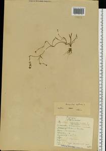 Ranunculus reptans L., Eastern Europe, Northern region (E1) (Russia)