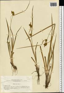 Carex flava L., Eastern Europe, Northern region (E1) (Russia)