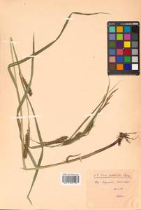 Carex sordida Van Heurck & Müll.Arg., Siberia, Russian Far East (S6) (Russia)