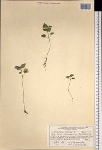 Circaea alpina L., Siberia, Altai & Sayany Mountains (S2) (Russia)