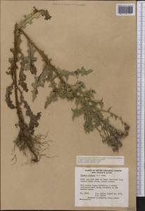 Cirsium arvense, America (AMER) (Canada)
