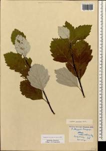 Hedlundia persica (Hedl.) Mezhenskyj, Caucasus, Armenia (K5) (Armenia)