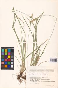 Carex michelii Host, Eastern Europe, Lower Volga region (E9) (Russia)