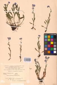 MHA 0 153 026, Myosotis alpestris F.W.Schmidt, Eastern Europe, West Ukrainian region (E13) (Ukraine)