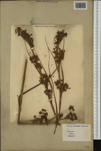 Cladium mariscus (L.) Pohl, Western Europe (EUR) (Italy)