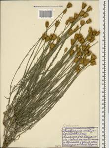 Psephellus amblyolepis (Ledeb.) Wagenitz, Caucasus, Armenia (K5) (Armenia)
