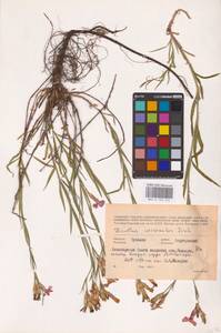 Dianthus chinensis L., Eastern Europe (no precise locality) (E0)