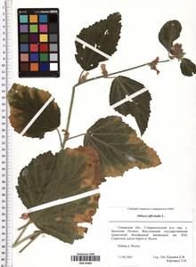 Althaea officinalis L., Eastern Europe, Middle Volga region (E8) (Russia)