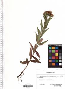 Pentanema asperum (Poir.) G. V. Boiko & Korniy., Eastern Europe, Eastern region (E10) (Russia)