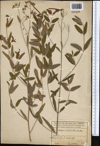 Poacynum sarmatiense (Woodson) Mavrodiev, Laktionov & Yu. E. Alexeev, Middle Asia, Syr-Darian deserts & Kyzylkum (M7) (Kazakhstan)