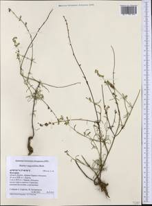 Stachys angustifolia M.Bieb., Western Europe (EUR) (Bulgaria)