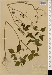 Solanum nigrum L., Caucasus, Krasnodar Krai & Adygea (K1a) (Russia)