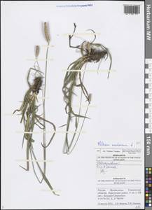 Phleum pratense L., Eastern Europe, Middle Volga region (E8) (Russia)