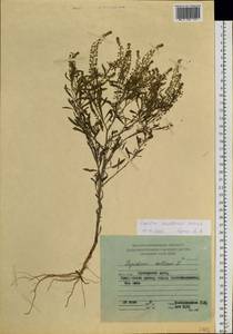 Lepidium densiflorum Schrad., Siberia, Russian Far East (S6) (Russia)