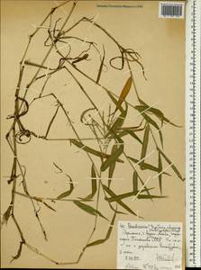 Digitaria abyssinica (Hochst. ex A.Rich.) Stapf, Africa (AFR) (Ethiopia)