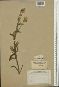 Carduus pycnocephalus subsp. albidus (M. Bieb.) Kazmi, Caucasus (no precise locality) (K0)