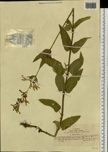 Nepeta sibirica L., Siberia, Western (Kazakhstan) Altai Mountains (S2a) (Kazakhstan)