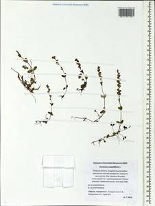Veronica serpyllifolia L., Eastern Europe, North-Western region (E2) (Russia)