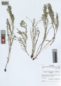 Crepidiastrum tenuifolium (Willd.) Sennikov, Siberia, Altai & Sayany Mountains (S2) (Russia)