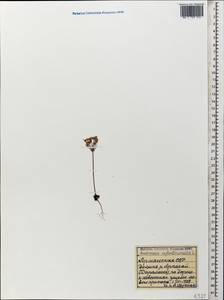Androsace septentrionalis L., Caucasus, Armenia (K5) (Armenia)