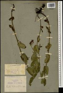 Nepeta betonicifolia, Caucasus, Armenia (K5) (Armenia)
