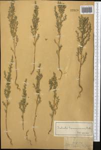 Salsola tamariscina Pall., Middle Asia, Dzungarian Alatau & Tarbagatai (M5) (Kazakhstan)