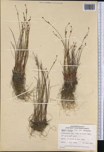 Juncus alpinoarticulatus subsp. rariflorus (Hartm.) Holub, America (AMER) (Canada)