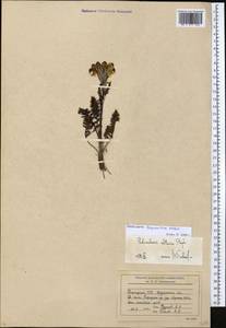 Pedicularis dolichorhiza Schrenk, Middle Asia, Northern & Central Tian Shan (M4) (Kyrgyzstan)