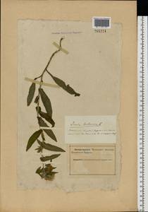 Pentanema britannicum (L.) D.Gut.Larr., Santos-Vicente, Anderb., E.Rico & M.M.Mart.Ort., Eastern Europe, Northern region (E1) (Russia)