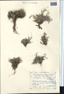 Astragalus kuschakewiczii B.Fedtsch., Middle Asia, Northern & Central Tian Shan (M4) (Kyrgyzstan)