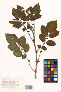 MHA 0 158 777, Solanum tuberosum L., Eastern Europe, Lower Volga region (E9) (Russia)