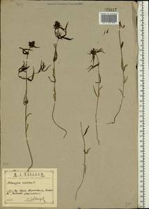 Melampyrum cristatum L., Eastern Europe, Central region (E4) (Russia)