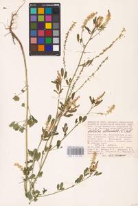 Melilotus officinalis (L.) Lam., Eastern Europe, Lower Volga region (E9) (Russia)