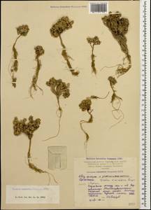 Draba araratica Rupr., Caucasus, Armenia (K5) (Armenia)