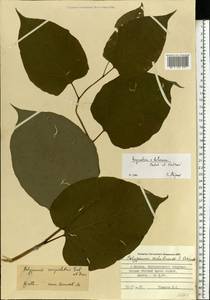 Reynoutria × bohemica Chrtek & Chrtková, Eastern Europe, Moscow region (E4a) (Russia)