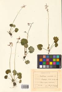 Micranthes nelsoniana subsp. aestivalis (Fisch. & C. A. Mey.) Elven & D. F. Murray, Siberia, Russian Far East (S6) (Russia)