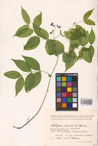 Lathyrus vernus (L.) Bernh., Eastern Europe, Lower Volga region (E9) (Russia)