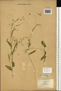 Camelina sativa (L.) Crantz, Eastern Europe, Central region (E4) (Russia)